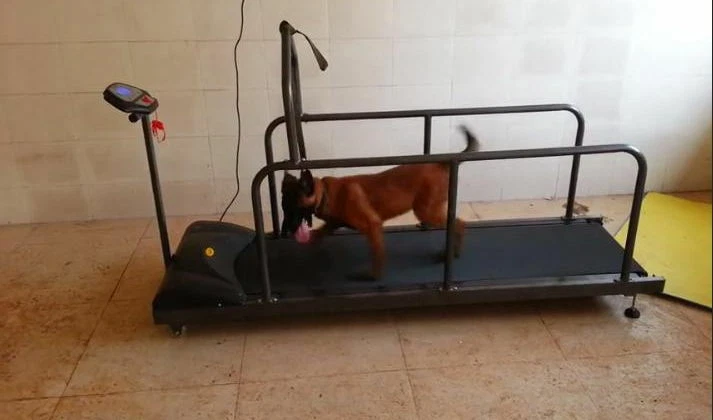 Dog sales treadmill ebay