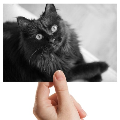Foto 6x4'' BW - flauschige schwarze Katze Kätzchen Haustier #43907
