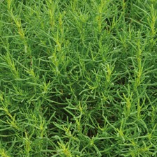 Santolina 'Olivia' 9cm Plant x2 - Olive Herb Scented Edible Foliage Hardy Shrub