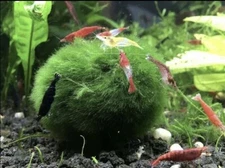 Marimo Moss 13 Balls 0.40 inch (1cm) Cladophora Live Plant Aquarium Tank