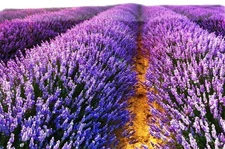 Lavender Vera/English  250 Seeds for Planting - Organic   Free Shipping!