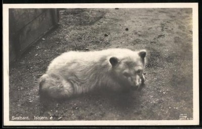 Isbjorn, Svalbard, Ansichtskarte 