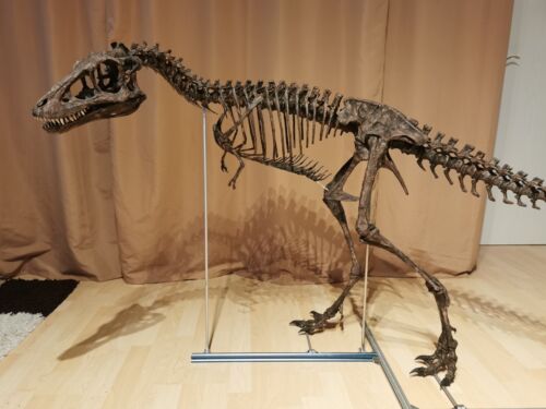 3D bedruckt T-REX, Tyrannosaurus Rex Baby Skelett Modell Dinosaurier 1:1 - Bild 1 von 3