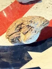 Dug Civil War 💥 🇺🇸 💣  Bullet In Wood PH LA