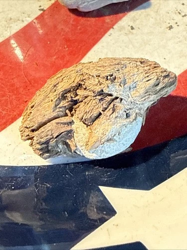 Dug Civil War 💥 🇺🇸 💣  Bullet In Wood PH LA