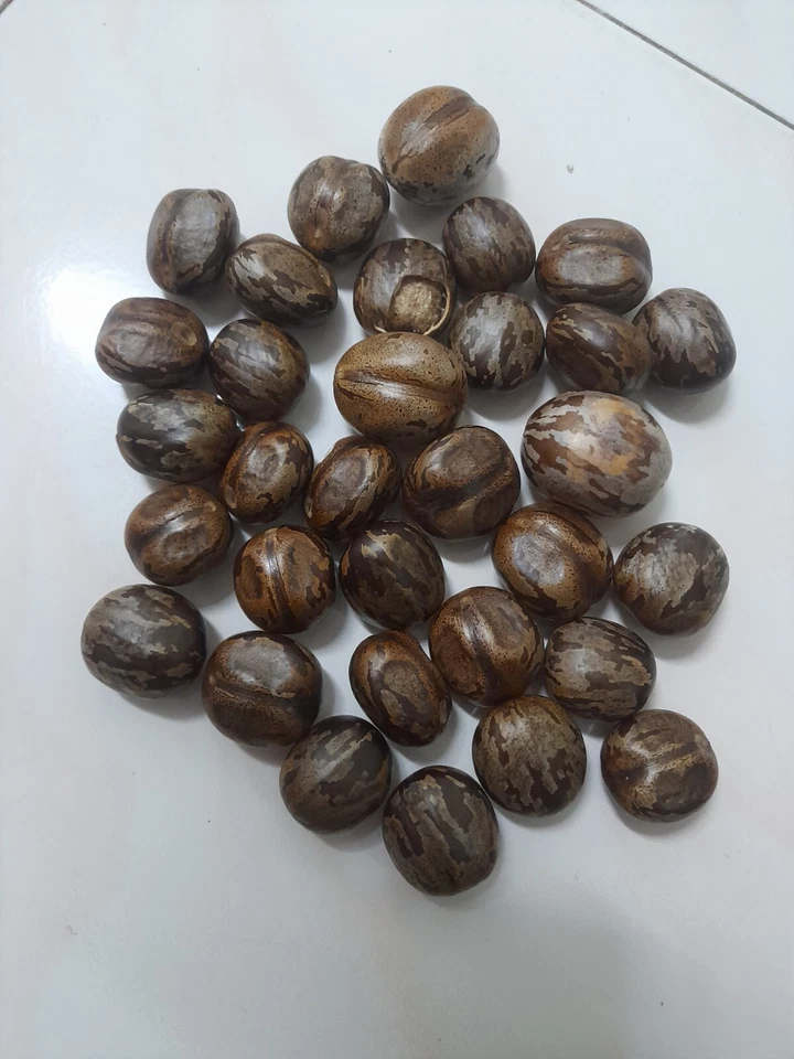 biji getah - Image 3 of 4