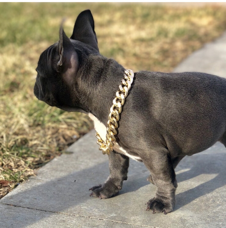 HOT Gold Chain On Frenchie Merle Frenchie Cuban Link Cuban