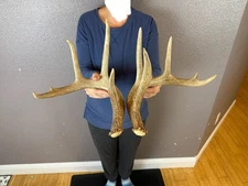 Matched Set Whitetail Deer Antlers Sheds 4x5 WILD IDAHO Horns RATTLING RATTLE