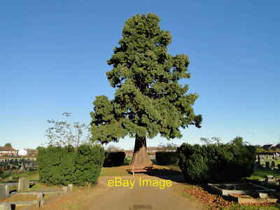 Foto 6x4 Tannenbaum im Zentrum von Wisbech (Mount Pleasant) Friedhof Spe c2016