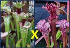 2024 SARRACENIA SEEDS: LUNCHBOX X DAINA’S DELIGHT [CARNIVOROUS PLANT SEED]