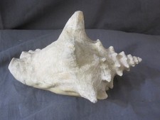 Vintage Large Conch Horned Shell Beautiful Decor Bring the Ocean to You 9" x 4"