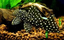 L201 Snowball Pleco Hypancistrus Inspector Wild 5-6cm for sale online
