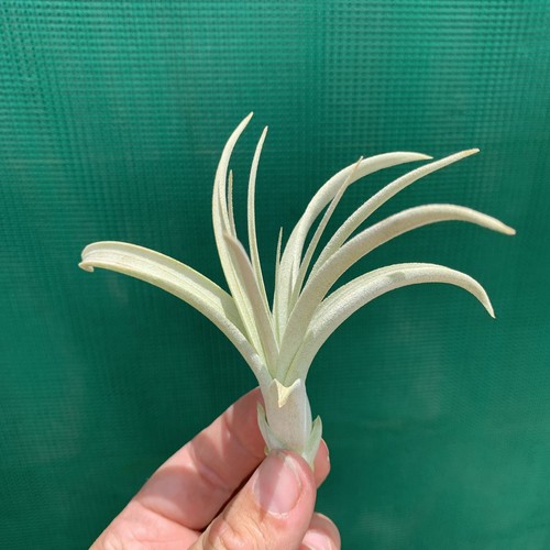 Air Plant, Bromeliad, Tillandsia Crowning Glory (7-8cm) (Auto Combine Postage) - Picture 5 of 6