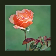 12x12 - Mounted Giclee FotoArt Print by Warner