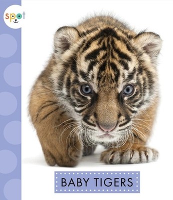 Baby Tigers by K.C. Kelley (English) Paperback Book