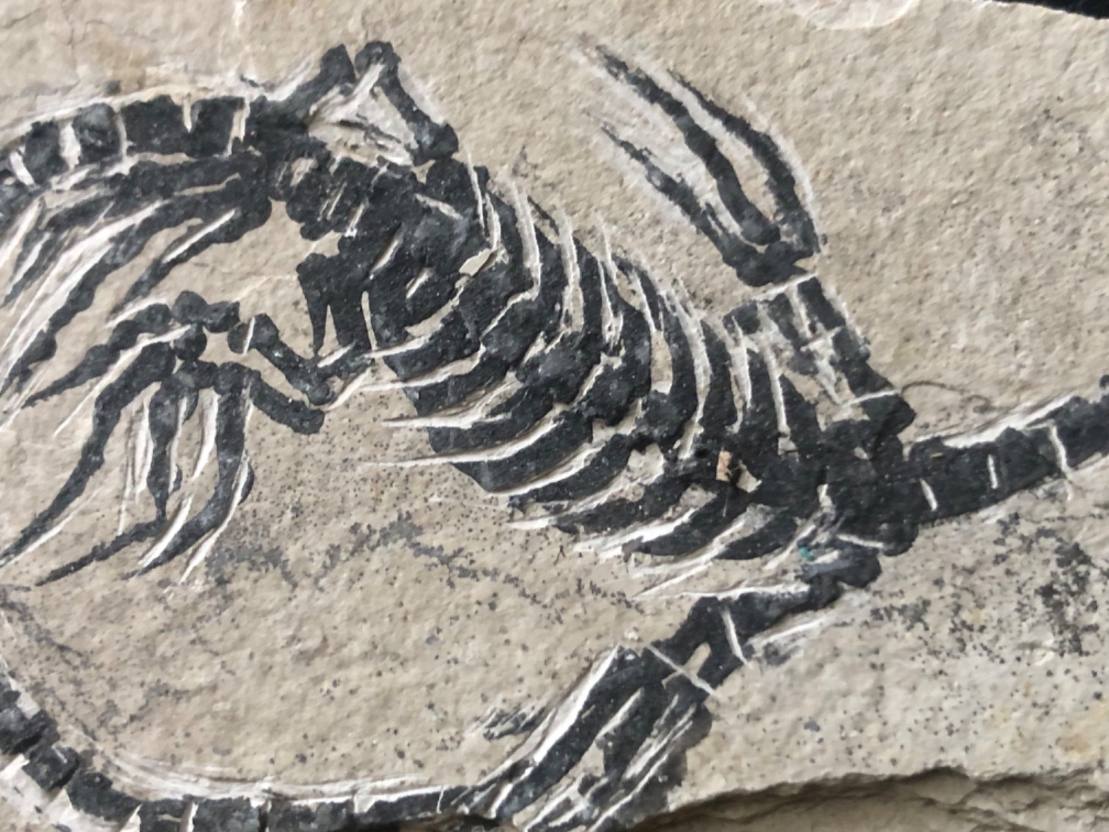 AMPHIBIAN-VERTEBRA-NOTHOSAURIA-JURASSIC-dragon dinosaur fossil--Holiday gift-6