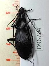 D96704-insects Carabidae from Vietnam North