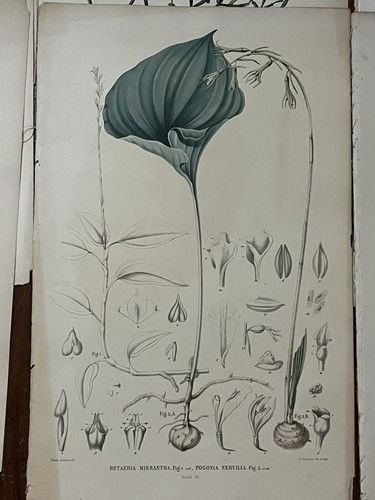 Lotto di 22 litografie botaniche, fiore - XIX secolo - Foto 13 di 23