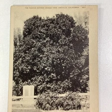 California Postcard Early 1900s Oroville Famous Mother Orange Tree 
