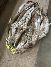 Tanned Bobcat Hide Great Spots Buying One ( GORGEOUS )  Has Feet & Claws