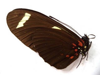 UNMOUNTED BUTTERFLY HELICONIUS SARA 1 PC
