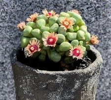2PCS Raresucculent Aloinopsis schooneesii cactus Cacti Succulent plant 4CM