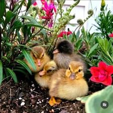6 Fertile Call Duck Hatching Eggs, australian spotted pastel, snowy, blue fawn