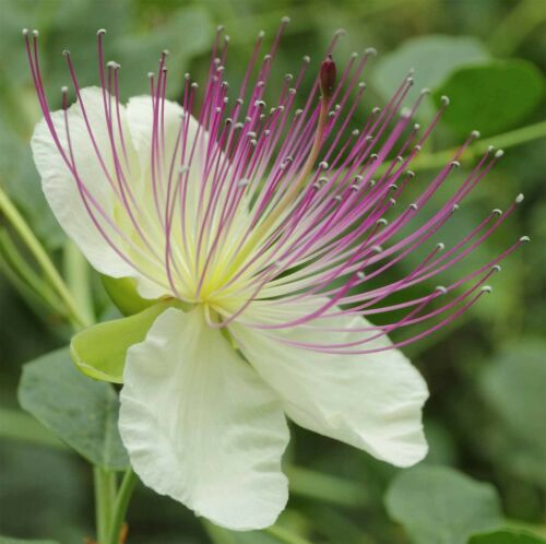 Capparis spinosa | Krzew kaperowy bez kręgosłupa | Róża flindrów | 50_Nasiona - Zdjęcie 1 z 5