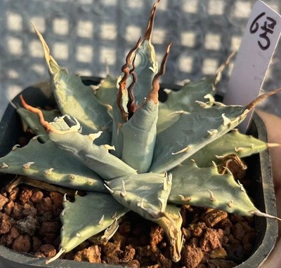 Sale Rare Cacti Agave utahensis var. eborispina WYSIWYG seedgrown Boutique Decor