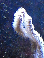Gorgonia Coral - WYSIWYG - LIVE CORAL - Frag - SPS LPS ZOAS- Live Rock-Marine