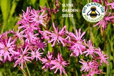 Ragged Robin Pink Perennial Wild Flower Seeds Lychnis flos cucili  Slyne Garden