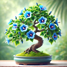 Garten-Eibisch / Strauch-Eibisch – Hibiscus syriacus – 250 Samen | Bonsai Samen