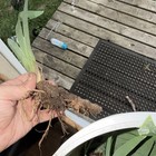 Iris Bare Root Rhizome Outdoor Perennial Plant, Vegetative Clumping, 1ct — photo 5