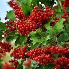 Viburnum opulus SEEDS 50 PCS (Guelder rose, Cramp bark, European