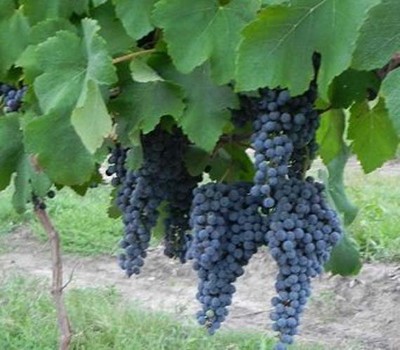 MERLOT RED Wine Grape Vine 4-6 FT Tall Live Plant Vineyard Fast Growing  Grapes - Main Image