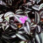 50 Cuttings Tradescantia Zebrina Wandering Jew Plant