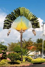 10 TRAVELLER'S PALM TREE Ravenala Madagascariensis Flower Houseplant Seeds