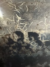 White Worms Starter Culture Healthy Fish/Frog/Newt Food