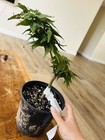 Acer palmatum 'Japanese Princess' Rare Pink Dwarf Japanese Maple 1 Gallon — photo 2