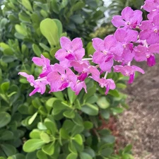 Vanda Oct 22 Pink variation Fragrant Orchid division