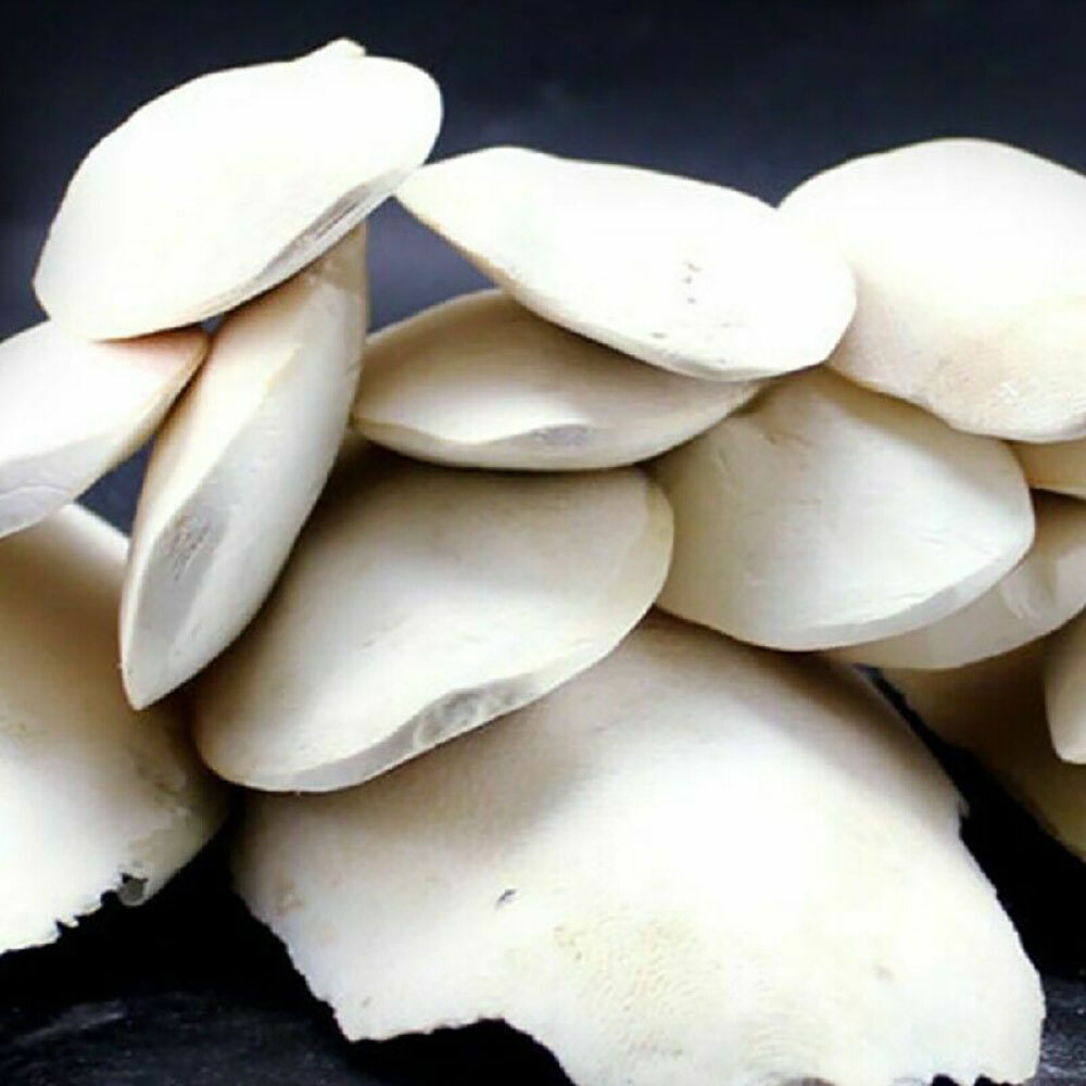 10/20Pc Cuttlebone for Birds Parrot Chewing Cuttle Bone for Sharp Beaks ...