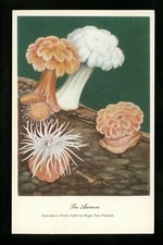 Sea Shells postcard Sea Anemone reef sea life Water Color Peterson