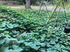 10× Okinawan Sweet Potato rooted-Organic•Purple-Fleshed•Easy to Multiply•Guided•