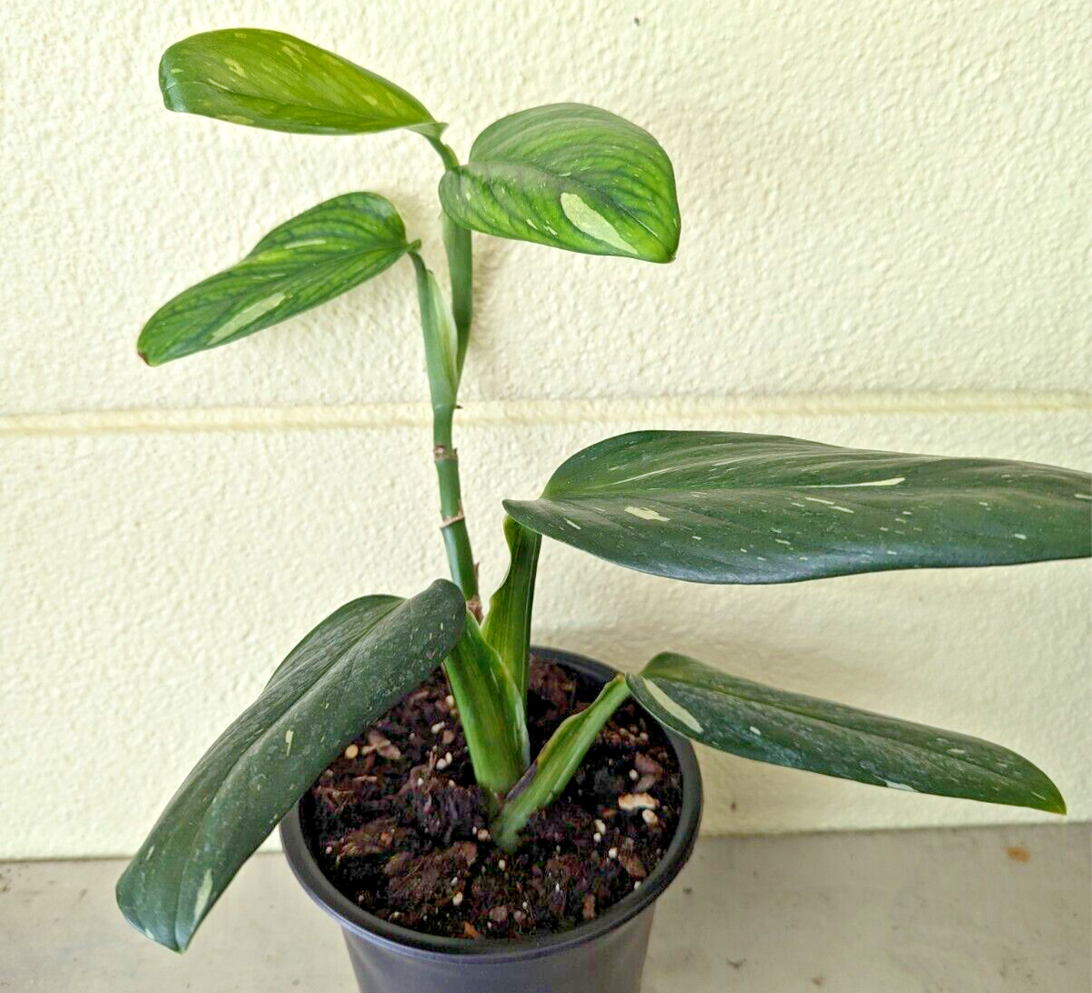 Monstera Cobra (Monstera Standleyana Albo Variegata) - Philodendron Cobra |  eBay