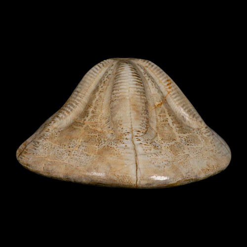 Clypeaster fossile dettagliato 5,9" Altus riccio di mare echinoide Cretaceo Taza - Foto 9 di 10