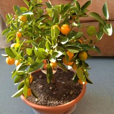 Mandarin Tree 'Citrus reticulata' House Plant Seeds - 6 Rare Seeds