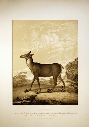 "Das Thier" Tonlitho um 1863 v. H.Menzler nach Ridinger bei J.Heymann, Berlin - 第 2/4 張圖片