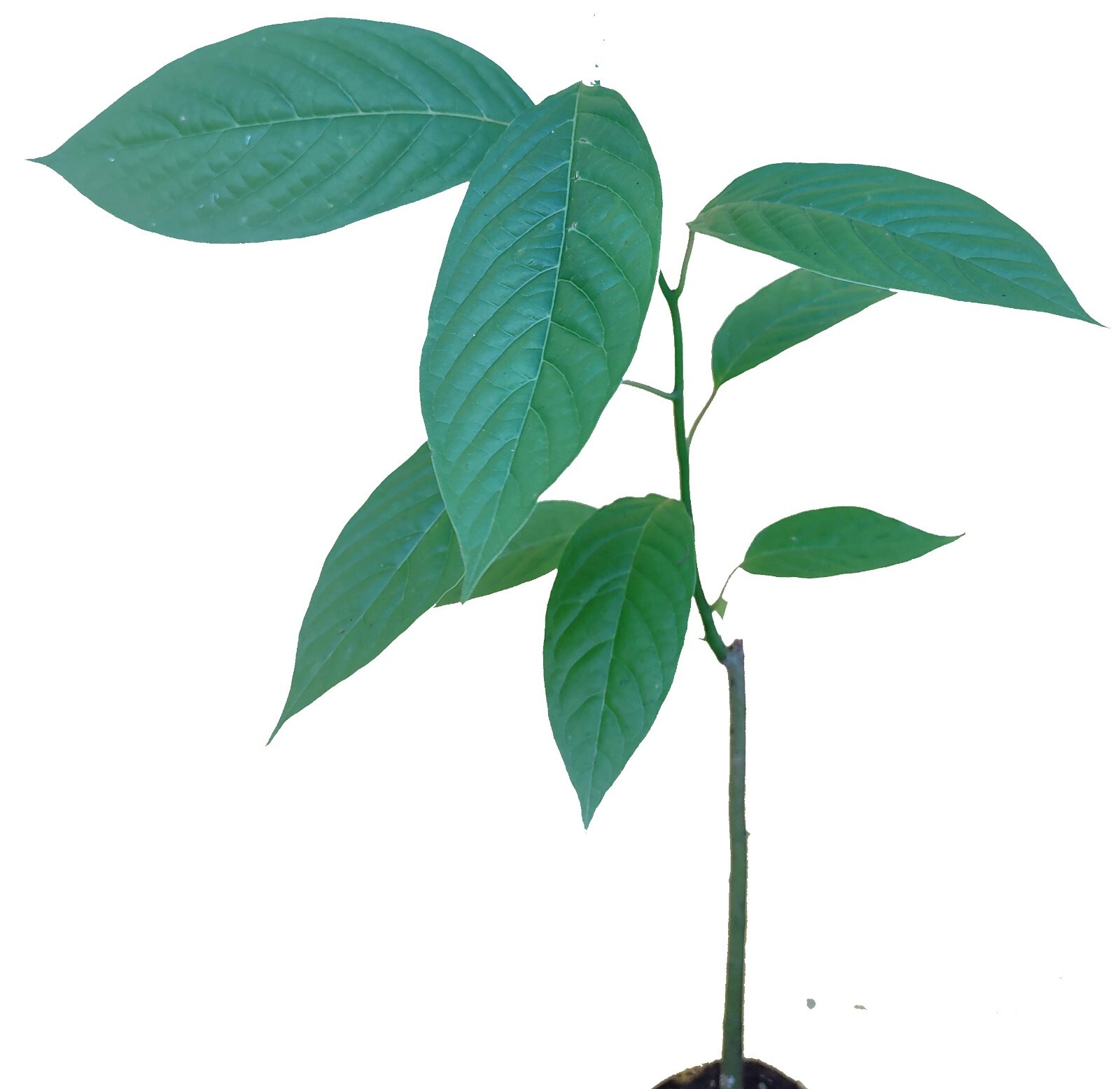 Ylang Ylang Plant eBay
