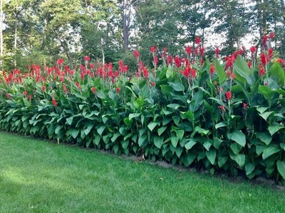 Lot Of 5 Magnificent Red Hummingbird 6-8' Tall Canna Lilly Bulbs Free Shipping