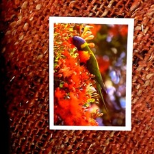 2005 RAINBOW LORIKEET  AUST POST PRE PAID POSTCARD NAT FDI PMK 